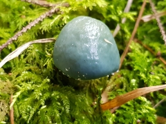 Stropharia aeruginosa