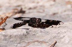Pseudoleon superbus