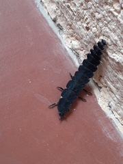 Nyctophila reichii