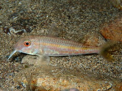 Mullus barbatus