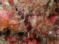 Tripterygion delaisi