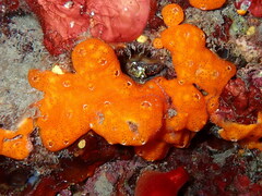 Polysyncraton lacazei