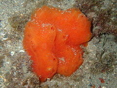 Aplidium elegans