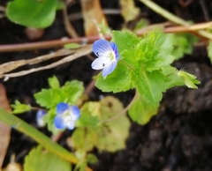 Myosotis arvensis