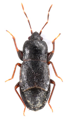 Plinthisus longicollis
