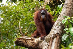 Pongo pygmaeus morio
