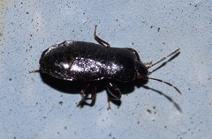 Plinthisus longicollis