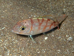 Pagellus erythrinus