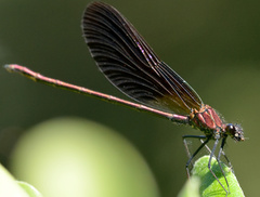 Calopteryx haemorrhoidalis