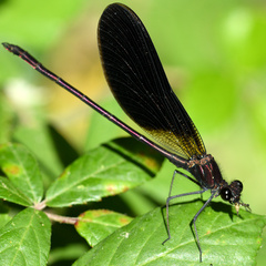 Calopteryx haemorrhoidalis