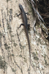 Emoia nigra
