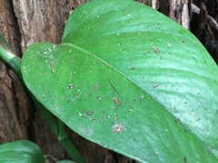 Epipremnum