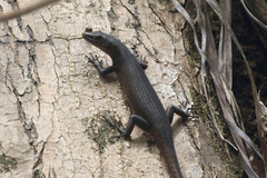 Emoia nigra