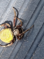 Neoscona rufipalpis