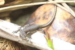 Emoia nigra