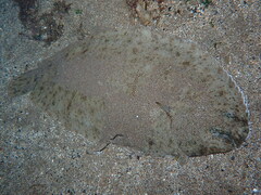 Solea senegalensis