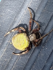 Neoscona rufipalpis