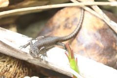 Emoia nigra