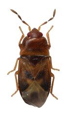Plinthisus munitissimus