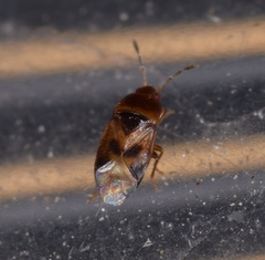 Plinthisus munitissimus