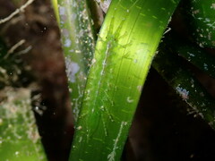 Stenosoma appendiculatum