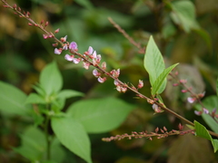 Tadehagi triquetrum