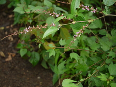 Tadehagi triquetrum