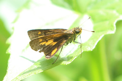 Oriens augustula