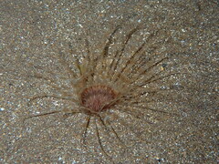 Pachycerianthus