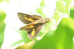 Oriens augustula