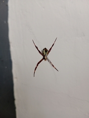 Argiope versicolor