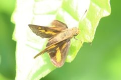 Oriens augustula