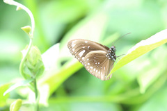 Euploea lewinii