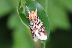 Spodoptera picta