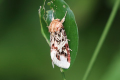 Spodoptera picta
