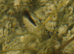 Unionidae