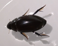 Hydrophilus