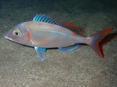 Pagellus erythrinus