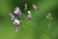 Cyanthillium cinereum