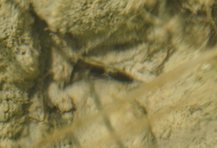Unionidae