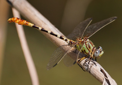 Erpetogomphus designatus