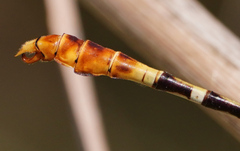 Erpetogomphus designatus