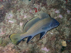 Sciaena umbra