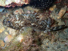 Scorpaena porcus