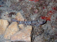 Gobius incognitus