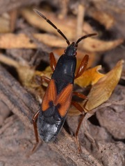 Proderus bellevoyei