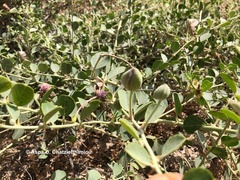 Capparis spinosa