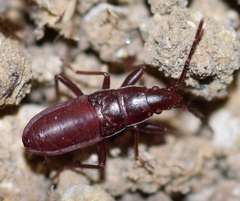 Proderus bellevoyei
