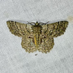 Hypodoxa emiliaria