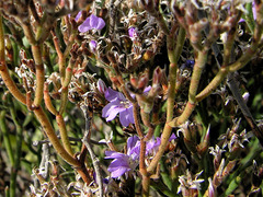 Limonium cordatum